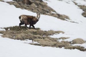 Chamois deer in the snow background photo