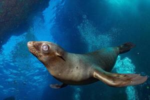 Puppy sea lion underwater looking at you photo