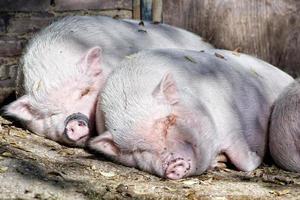 pink pigs while sleeping outside the farm photo