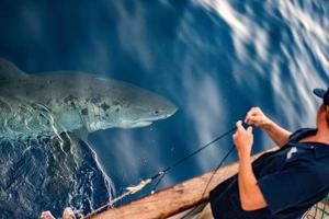 Great White shark ready to attack photo