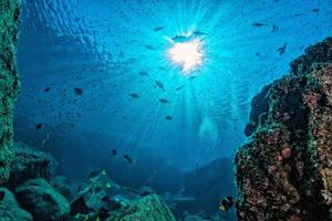 buceo en arrecifes coloridos bajo el agua en el mar de cortez de méxico