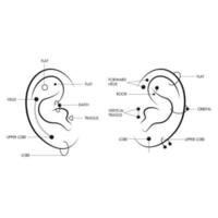 Map of ear piercing locations vector