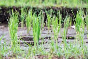 planta de arroz con gotas de agua de lluvia macro foto