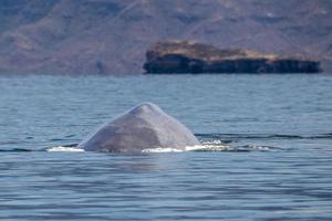 avistamiento de ballenas azules en baja california foto