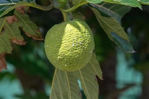 bread tree fruit in polynesia photo