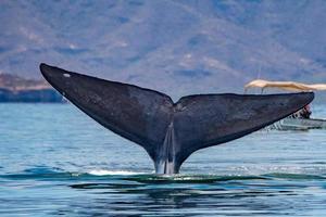 Blue Whale the biggest animal in the world photo