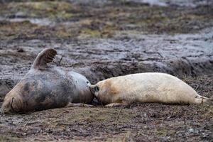 grey seal puppy while looking at you while breeding photo