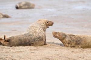 foca gris macho mientras lucha foto