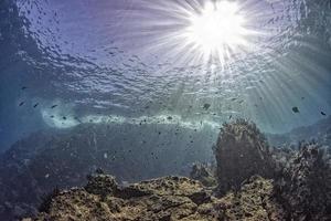 diving in colorful reef underwater in mexico cortez sea cabo pulmo photo