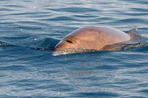 rara ballena picuda de ganso delfín ziphius cavirostris foto