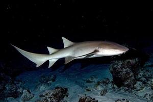 tiburón nodriza de cerca en negro por la noche foto