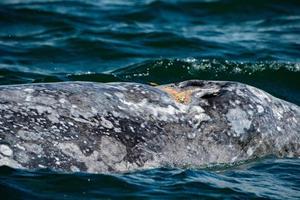 grey whale mother nose breathing photo