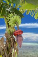 Bananas on Turquoise Tropical Paradise background photo