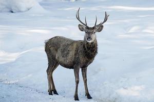 Isolated Deer on the white snow background photo