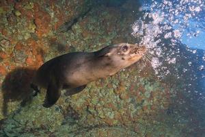 cachorro león marino bajo el agua mirándote foto