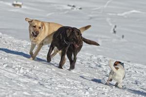 dogs while playing on the snow photo