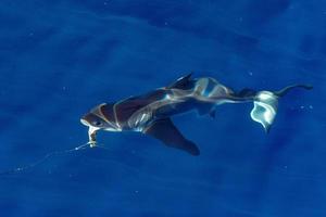 Great White shark ready to attack photo