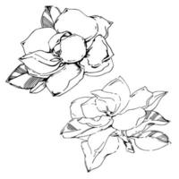Vector sketch of black hand-painted magnolia flower