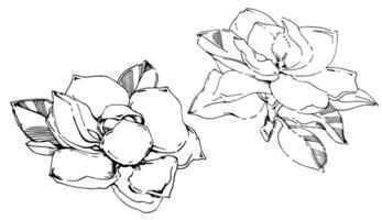 Vector sketch of black hand-painted magnolia flower