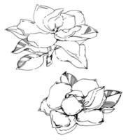 Vector sketch of black hand-painted magnolia flower