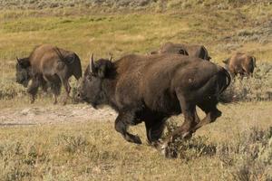 bisonte de búfalo corriendo en el valle de lamar, piedra amarilla foto
