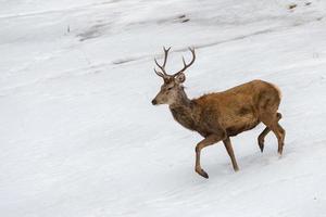 deer running on the snow in christmas time photo