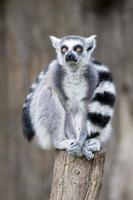 lemur monkey while looking at you photo