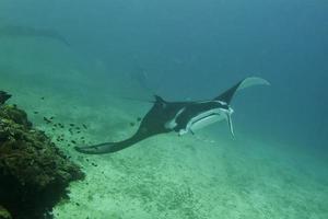 An isolated Manta in the blue and sand background photo