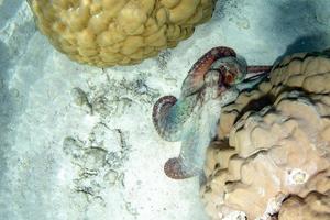 Octopus underwater while changing color photo