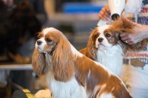 dog grooming at international dog show photo