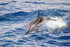 striped Dolphin while jumping in the deep blue sea photo