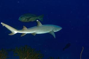 tiburón de arrecife de punta blanca listo para atacar bajo el agua foto