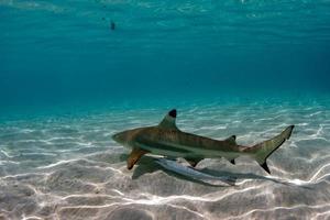 bucear con tiburones en el océano azul de polinesia foto