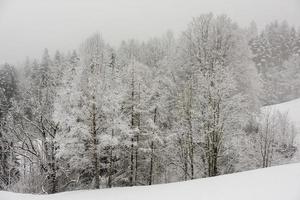 bosque mientras nieva en invierno foto