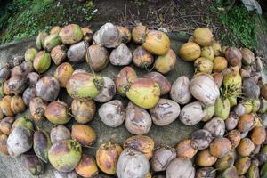 Detalle de primer plano de coco recién recolectado en bali foto