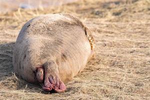 grey seal bull with fighting blood on fins photo