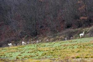 white deer ultra rare portrait photo