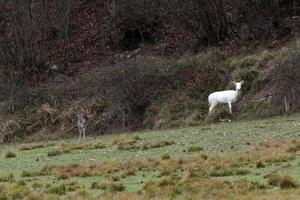 white deer ultra rare portrait photo