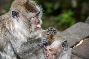 Indonesia macaque monkey ape close up portrait photo