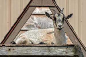 goat on a roof in a farm photo