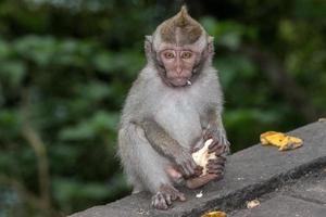 Indonesia macaque monkey ape close up portrait photo