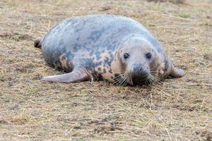grey seal puppy while looking at you photo