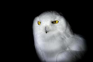 Snow owl isolated on black looking at you photo