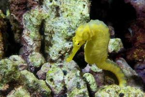 un caballito de mar hembra kuda amarillo en filipinas foto