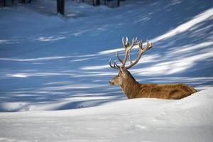 ciervo aislado en el fondo blanco de la nieve foto