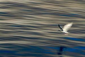 blur seagull while flying long time exposure photo