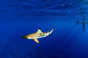 people snorkeling with sharks in blue ocean of polynesia photo