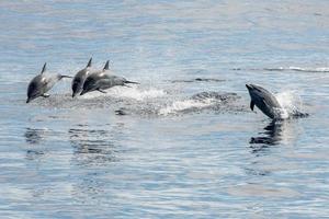 common dolphin jumping outside the ocean photo