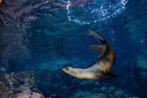 foca de león marino bajo el agua mientras bucea en galápagos foto