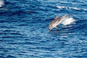 Dolphin while jumping in the deep blue sea photo